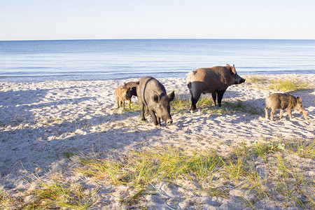 野猪和小猪在沙滩上行走