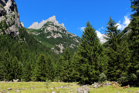 意大利阿尔卑斯山脉的松树林