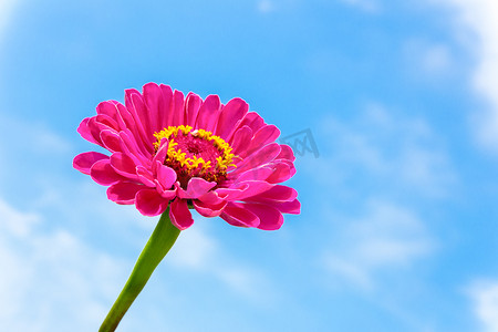一朵粉红色的百日菊花在茎上，蓝天