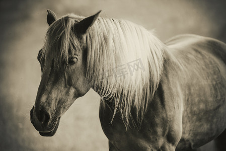 一匹美丽的马的黑白肖像