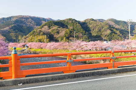 河津市的樱花树和河流