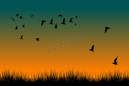 草地和日出时飞鸟的轮廓