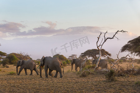 山羊群摄影照片_肯尼亚安博塞利乞力马扎罗山前的大象