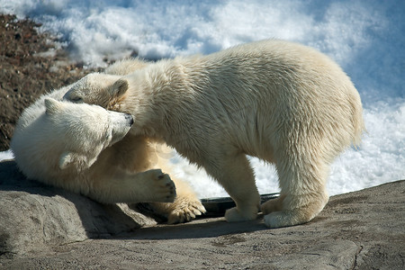 白熊摄影照片_两只北极白熊