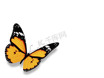 蝴蝶翅膀摄影照片_黄色的蝴蝶，孤立在白色