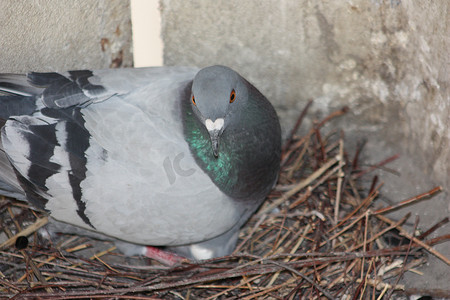 公鸽子叼母鸽子摄影照片_鸽子在巢中孵蛋