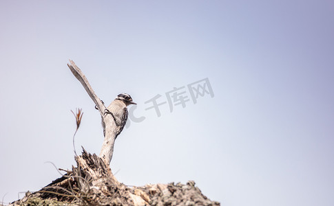 柔软的啄木鸟 Picoides pubescens 栖息在死树上