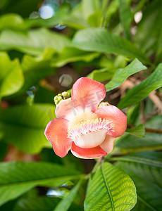 炮弹花或 Sal 花 (Couroupita guianensis) 在