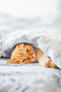 可爱的姜黄色猫躺在床上，盖着毯子。