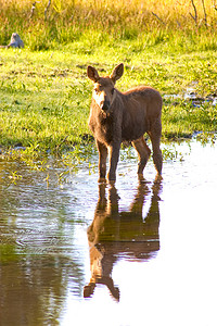 站在溪流中倒影的小麋鹿