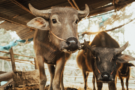 牛圈中的水牛肖像当地泰国水牛牛