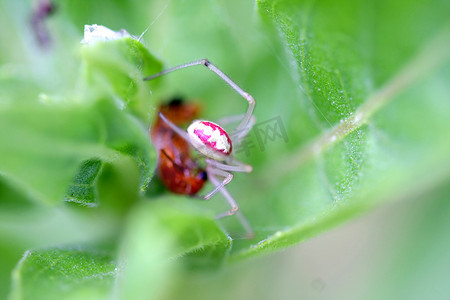 糖果条纹蜘蛛 Enoplognatha ovata