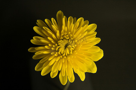 免免单摄影照片_一朵黄色花的特写镜头