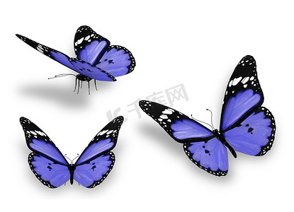 三只蓝色蝴蝶，孤立在白色