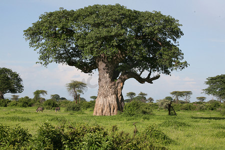 非洲大草原夏季图片 Wild Safari 坦桑尼亚 卢旺达 博茨瓦纳 肯尼亚