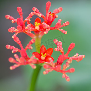 红色卡通花朵摄影照片_红色的花朵。