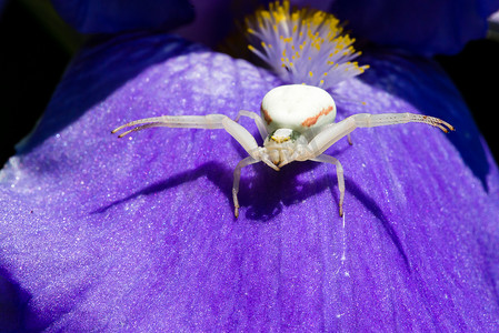 阿里巴巴矢摄影照片_一只白蟹蜘蛛捕食蓝色胡须虹膜上的昆虫的宏观特写，虹膜巴巴塔