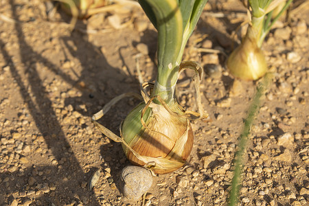 洋葱在农田里种植，西班牙的农业。