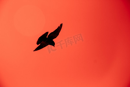 一只鸽子在红色天空中飞翔的剪影