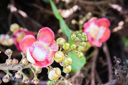 炮弹花 (Couroupita guianensis) 在树上