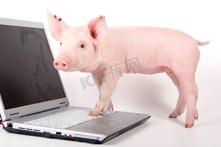 小猪和笔记本电脑