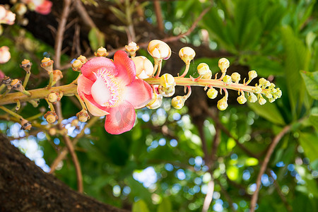 炮弹花 (Couroupita guianensis) 在树上