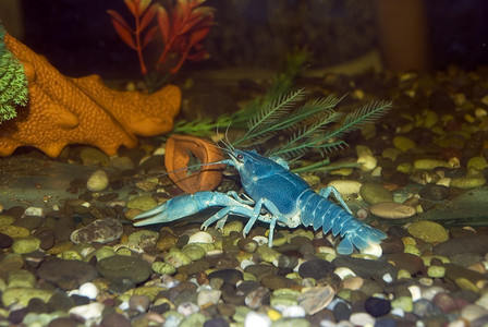 蓝色小龙虾