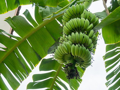 香蕉树上的一大束香蕉。