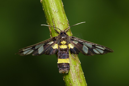 自然背景下的 Amata（飞蛾）虫图像。