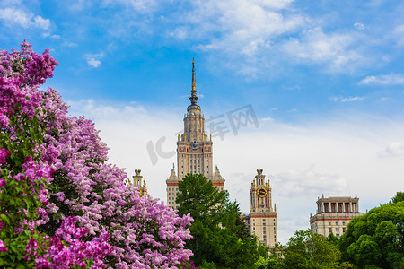 莫斯科国立大学建筑与开花的丁香花丛