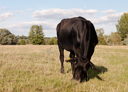 夏天，一头黑牛近距离吃草，耳朵运动模糊