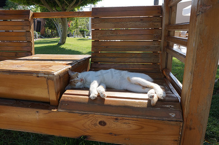 懒惰的白红猫睡在绿色草坪背景的旧木凳上