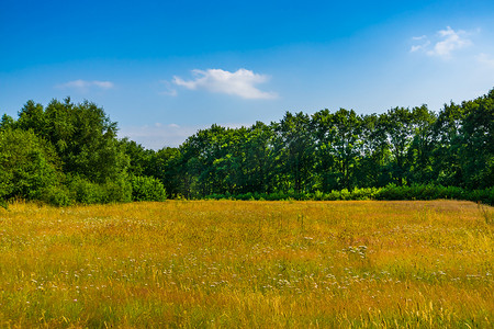 美丽的草地景观，有很多树木，melanen，Halsteren，Bergen op zoom，荷兰