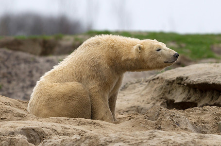 在沙滩上醒来的北极熊