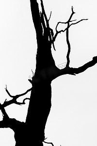 树细节视图的黑白剪影