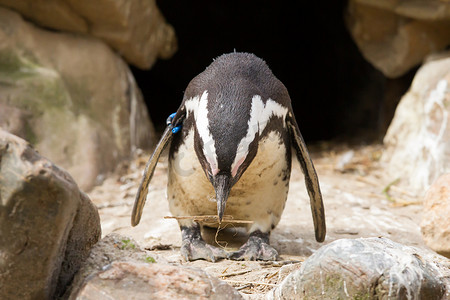 非洲企鹅收集筑巢材料