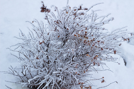 寒冷的冬季灌木树枝细节特写覆盖着白色 sn