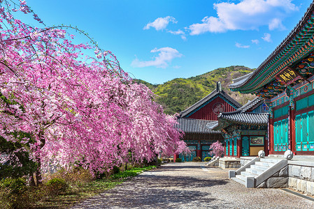 春天的樱花，韩国。