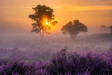 荷兰 Hilversum Veluwe Zuiderheide 附近盛开的石南花田，早晨盛开的粉紫色石南花田，日出时有薄雾