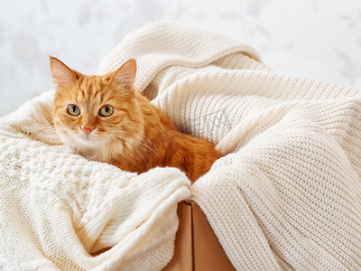 可爱的姜猫在针织毛衣的盒子里。