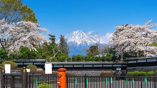 春天的富士山和樱花，日本的富士宫。