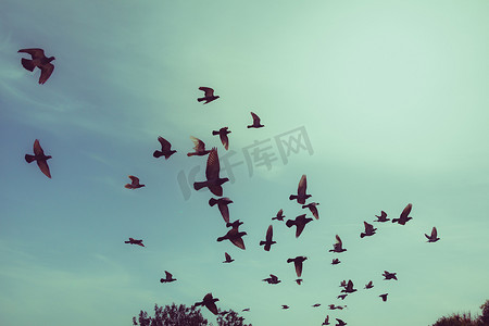 天空中飞翔的鸽子的剪影