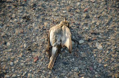 死捕蝇鸟汽车杀死受害者柏油路