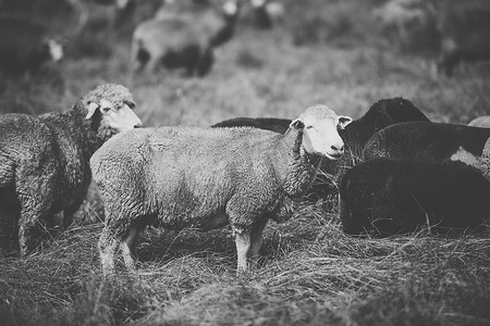 白天在农场放羊。