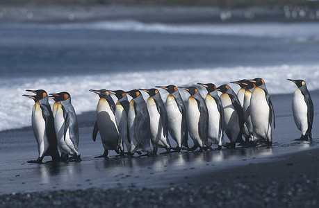 英国南乔治亚岛国王企鹅群在海滩边的景色中行进