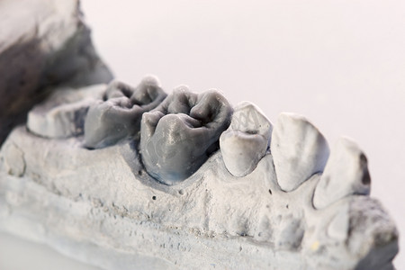 “人类的牙齿，模型”