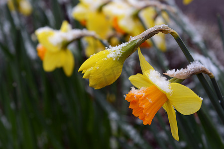 春天的水仙花，洒着晚雪