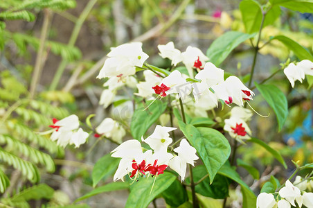 Clerodendrum thomsoniae 是白色和红色的小花