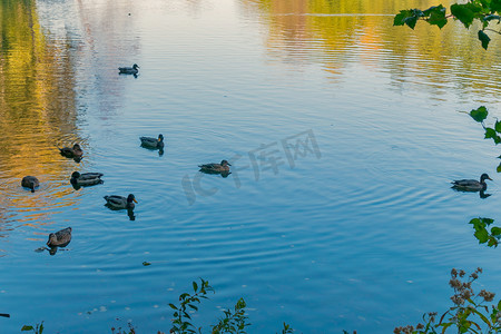 一群长着不同颜色喙的鸭子漂浮在池塘里