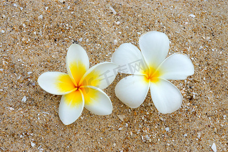 白色和黄色的鸡蛋花在沙滩上。